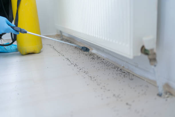 Best Wasp Removal Services  in Wofford Heights, CA