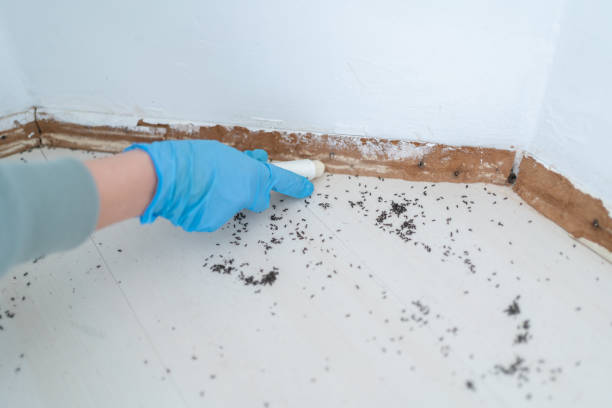 Best Best Pest Control Companies  in Wofford Heights, CA